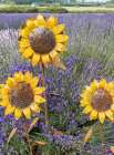 Metal sculptures of sunflowers in a field of blooming lavender in Sequim-Washington State Art Print